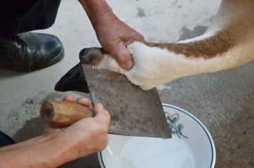 250万缉杀鹅凶