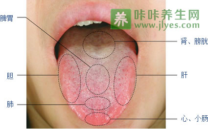 舌头的不同部位对应不同的脏腑:舌左侧对应肝,右侧对应胆;舌尖到其中