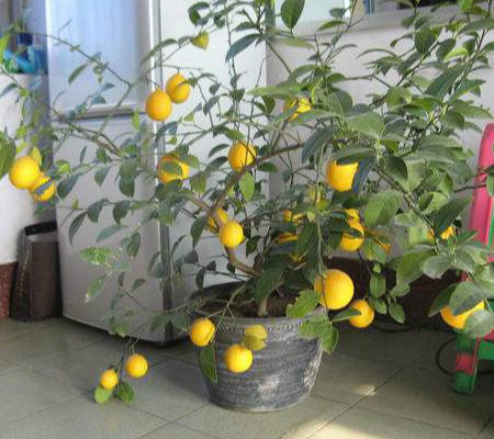 盆栽柠檬怎么授粉? 盆栽柠檬挂果如何养护?|盆栽|柠檬-知识百科-川北在线