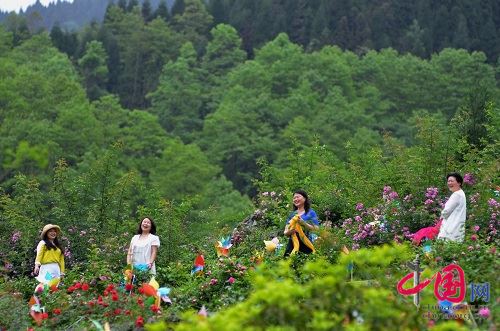 第三届宝山·太阳湾蔷薇花爱情节5月14日拉开帷幕