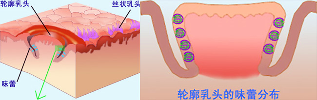 taste_papillae