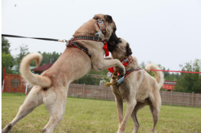 坎高犬受到如此保护,却依然让很多国家政要,高端人士