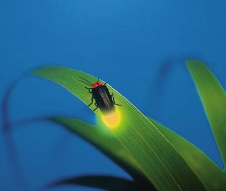 萤火虫为什么会发光? 萤火虫的寿命有多长?