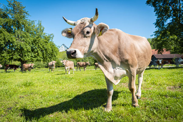 瑞士的牛初乳产品凭什么值得消费者信赖