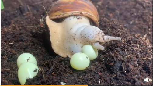 在同等适宜的生殖条件下,蜗牛越大产卵量就越多.