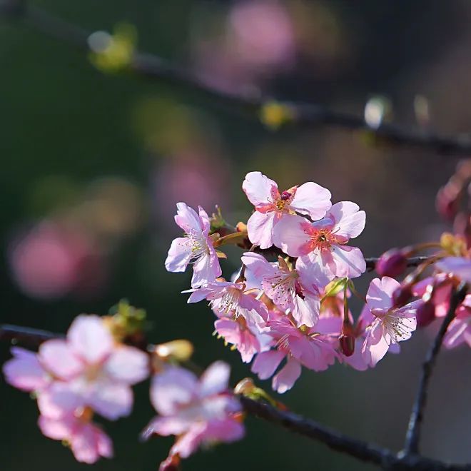 #海报#再见三月海报图片配图美图大全，3月31早安日签图片正能量问候语