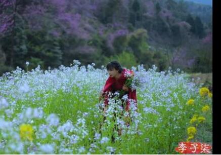 鲜花：李子柒春日鲜花宴 田野之中骑马采花令人向往