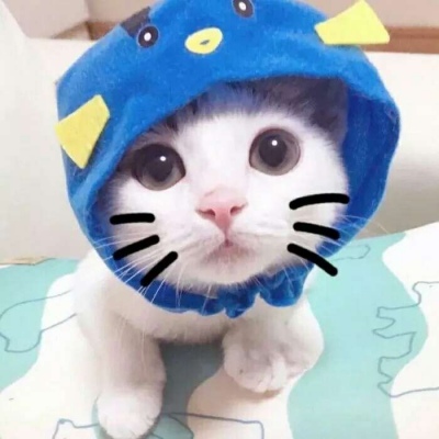 #可爱#猫咪头像可爱卖萌2020精选 白白胖胖充满希望