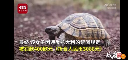 #乌龟#意一女子出门遛乌龟被罚款400欧元 乌龟表示我真不想出门