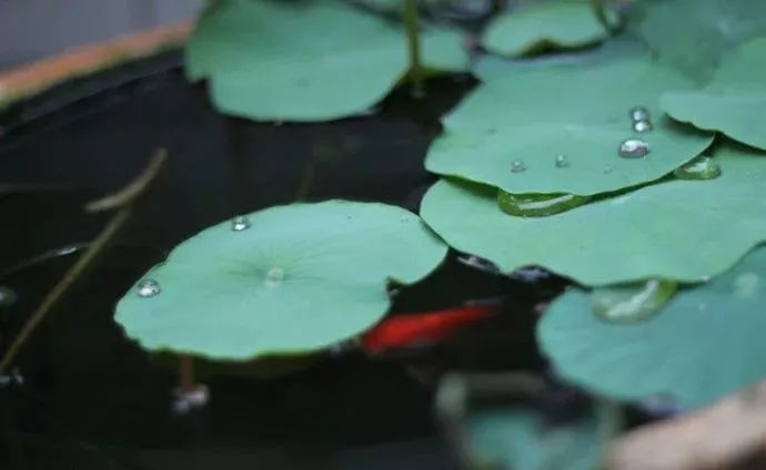 『父亲节』独特简短的父亲节祝福语，愿爸爸身体健康一生平安