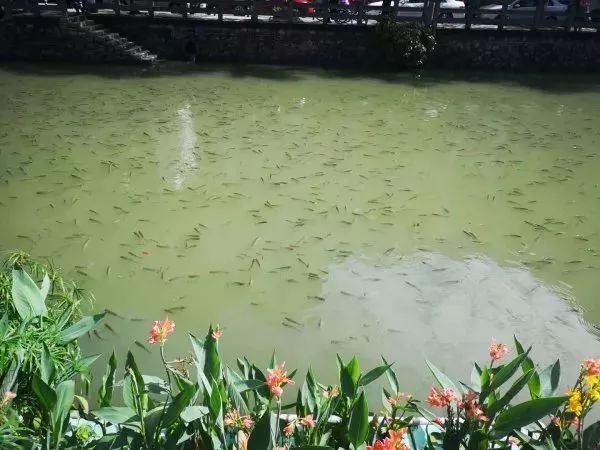 湖口|合肥暴雨致湖口鱼群翻腾 市民不顾危险争先捞鱼场主损失惨重