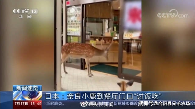 餐厅|奈良小鹿到餐厅讨食物被婉拒 网友:真的饿啊