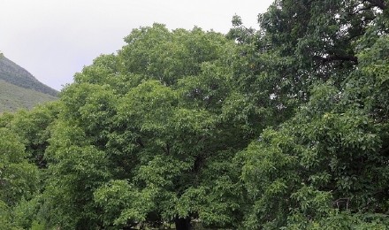 千年|西藏林芝千年核桃林 其中年龄最大的有2100多岁了