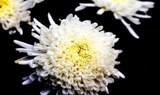 白菊的繁殖方法 白菊的繁殖方法简述