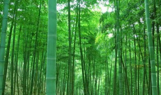 竹类扦插方法 竹类如何扦插