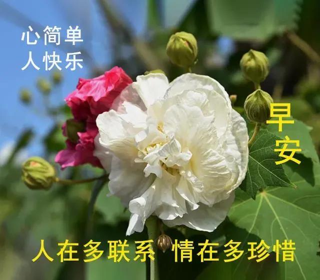 2021年 8张漂亮的早安动态表情鲜花图片 早上好动态祝福走一波