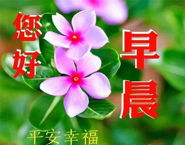 亲人朋友早上好免打字图片带祝福语 温馨的春天大家早上好问候语图片