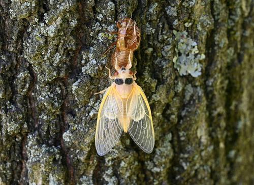 亿万只蝉在美破土 周期蝉是世界上最长寿昆虫之一