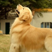 金毛犬训练方法 让金毛犬做一只听话的狗狗