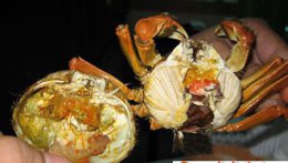 正确的清蒸蟹吃法步骤图解让你享尽美味