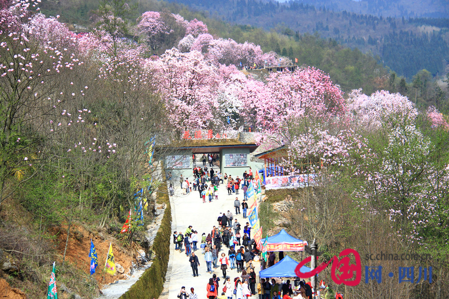 四川北川辛夷花生态旅游节开幕 辛夷花灿烂如烟霞