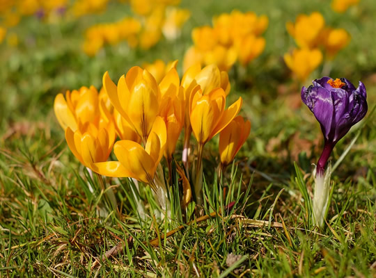 crocus-2121840_960_720.jpg