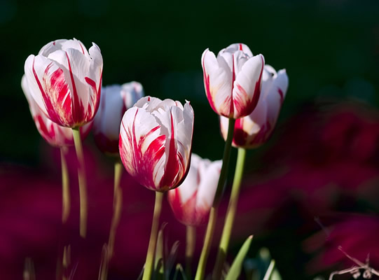 tulips-56423_960_720.jpg